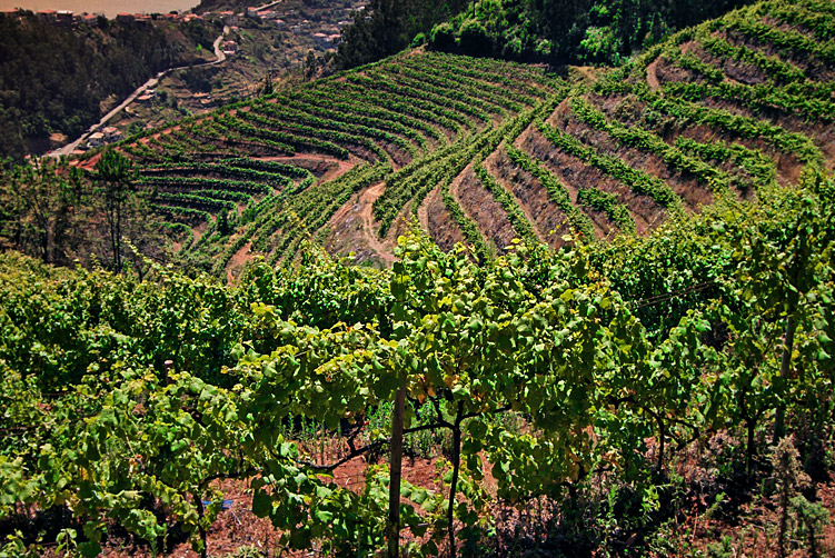 Discovering the Roots of Madeira Wine